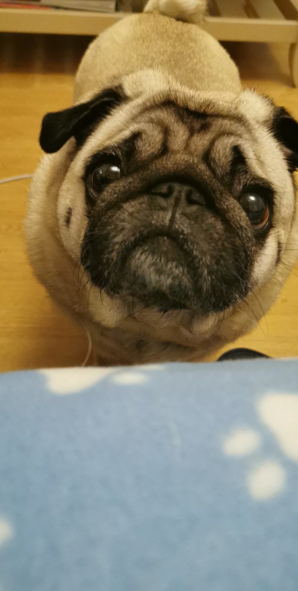 Spamanfer's tweet photo. @AidenHatfield Pixie says hi 👋 https://t.co/oE6ehW7ohf