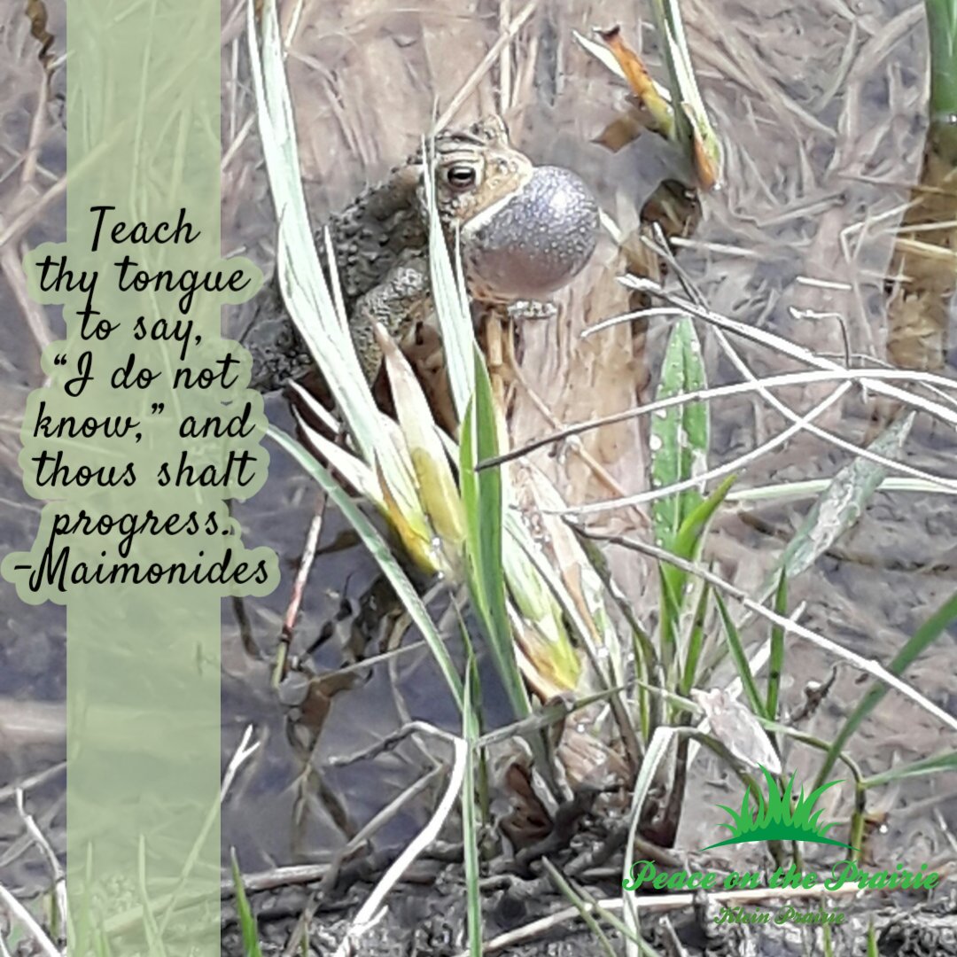 POPAirbnb's tweet image. #springpeepers #peaceontheprairie