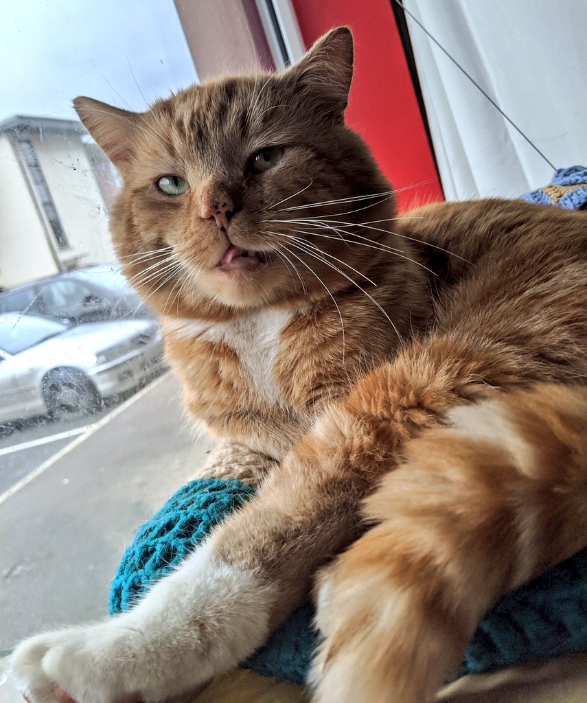 Bilbo lies on his suspended window bed, with the window being very dirty! He looks curiously past the camera and sticks his tongue out somewhat. He's just finished his lunch! He says "delicious!