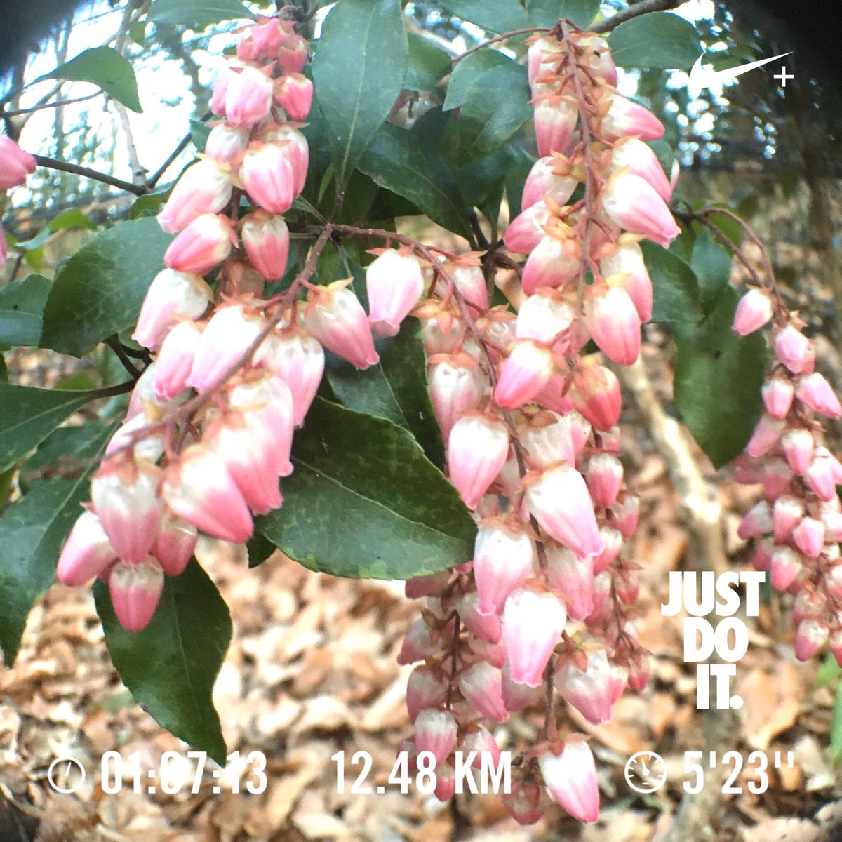 馬酔木 Twitter Search