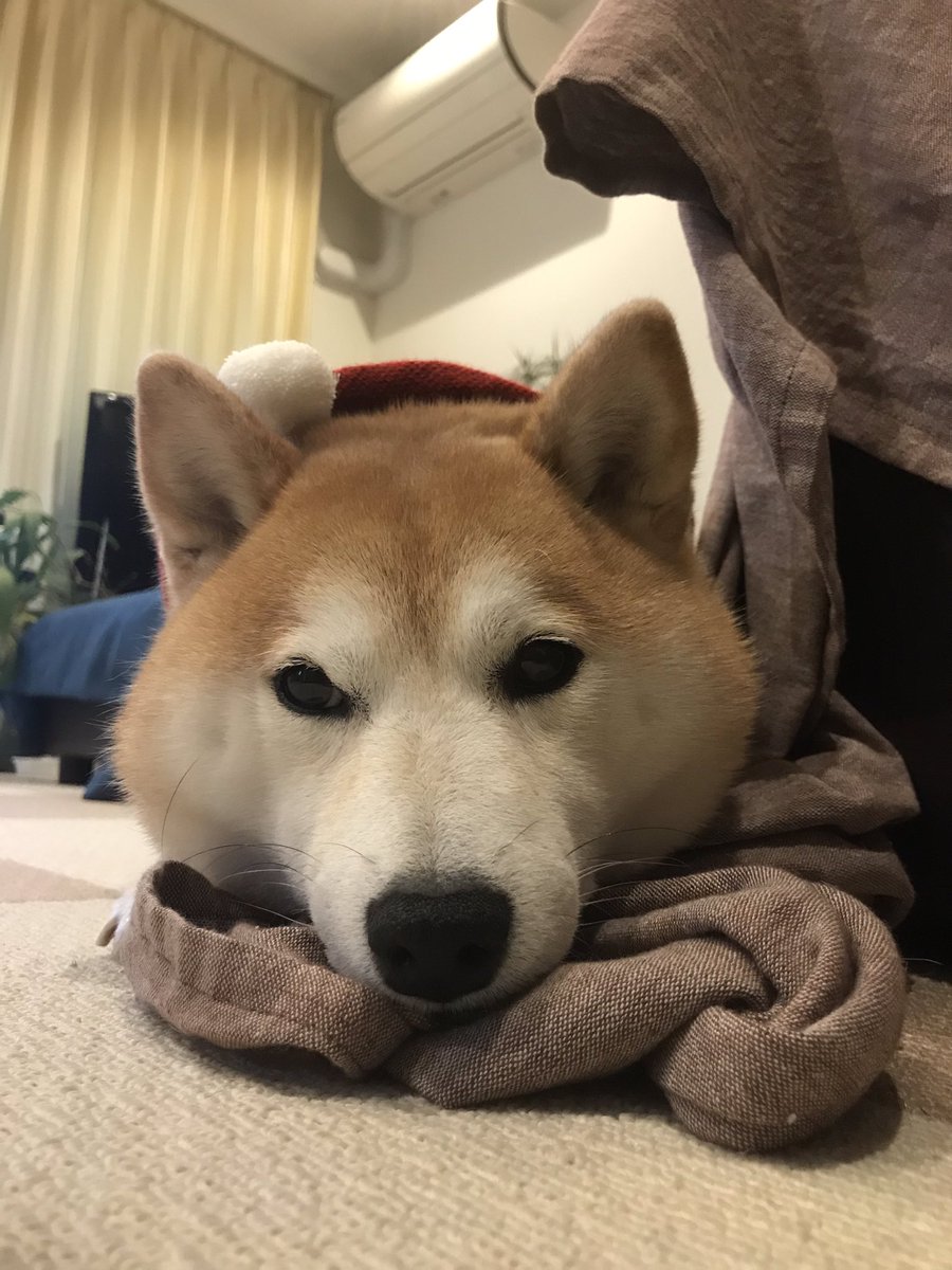 柴犬のモモ お顔横のお手手可愛い 柴犬 愛犬 犬 Shibainu Shibadog Cute Kawaii 柴犬のモモ お顔横のお手手可愛い 柴犬 愛犬 犬 Shibainu Shibadog Cute Kawaii