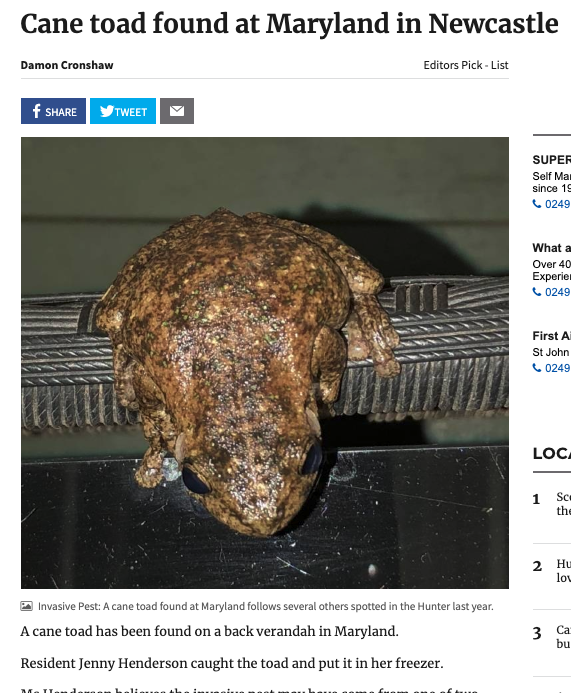 UGH! Native #frogs often get confused with the introduced Cane Toad (Rhinella marina) &amp; killed. This is not a Cane Toad, it's a Peron's Tree Frog (Litoria peronii). #WildOz 

Report sightings, don't kill, &amp; learn how to identify Cane #Toads here: australianmuseum.net.au/blog/amri-news…
