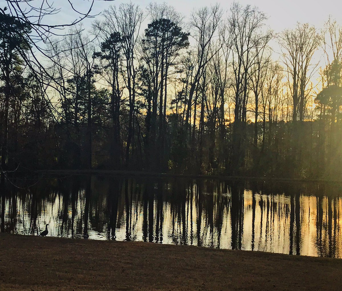 LandraLarson's tweet photo. Winter scene 🤍 2-3-20 #georgiawinter #georgiapines #2020 https://t.co/nrPqltKXEd