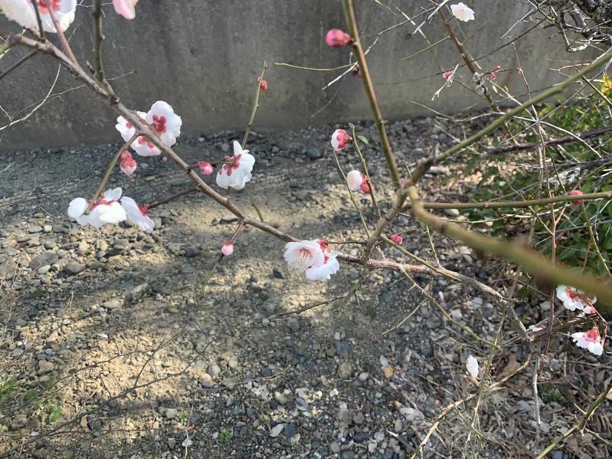 Nonnon1966S's tweet photo. おはようございます。冷たい朝で、寒っ^^;。梅の花の蕾も、気温が低くて開かないかな…
本日はまだ空きがございます。お待ちしております。
#サロンアリス
#浜松市浜北区サロンアリス https://t.co/6WYM1LOrdi