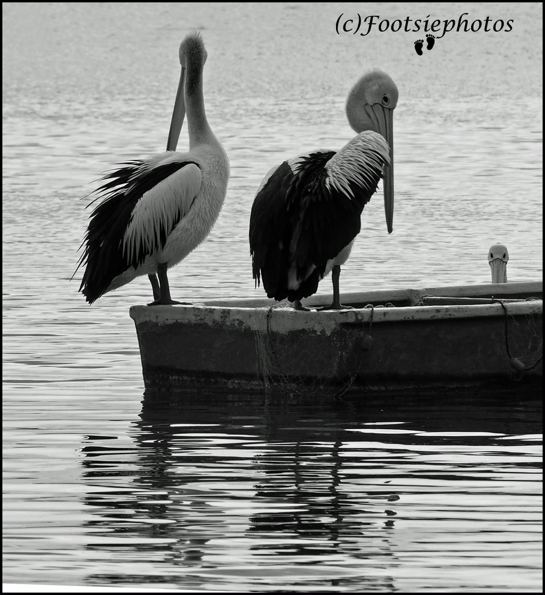 footsiephotos's tweet photo. I love pelicans. there are 3 in this photo can you spot the 3rd one? I hold my camera with my feet. #nature #pelicans #native #photography #NSW #stornmhour #ThePhotoHour #disabledphotographer #aussiephotos #nofilter #abcopen #aussiephotos #OLYMPUS
https://t.co/LgTLGQeapN https://t.co/tW5sM0SyFY