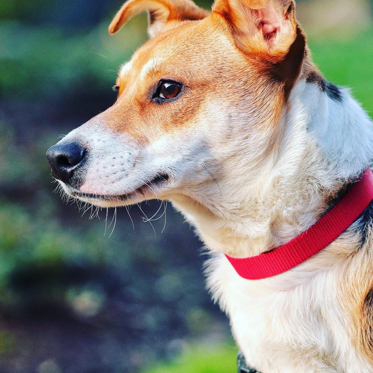 SGArescue's tweet photo. Sweet Manny wants a forever family. Sweet, soft fur, snuggled.
He’s timid on greeting, rough start to life. Time, love, he’ll be yours. He’s so deserving.
Beagle/terrier, 30 lbs, couch pal!
#seattle jacintha@savinggreatanimals.org
#beaglemix #adoptingsaveslives #kindboy https://t.co/rHhCaqucAv