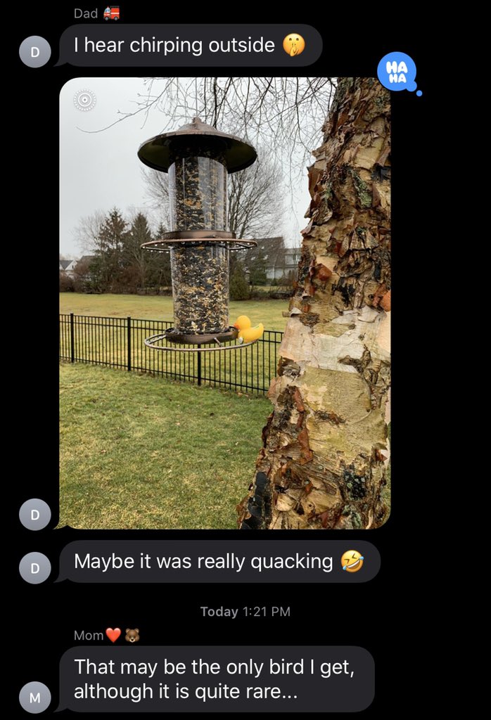 So my empty-nesting parents got a bird feeder and the family group chat content has been truly iconic lately...