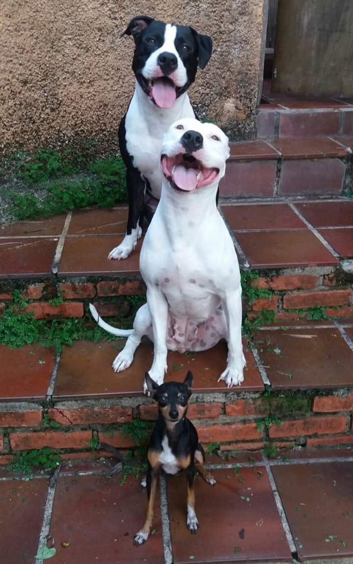 ootarioo's tweet photo. aqui vemos um cachorro muito perigoso, e atrás dele 2 pitbulls https://t.co/gXopX9V1lQ
