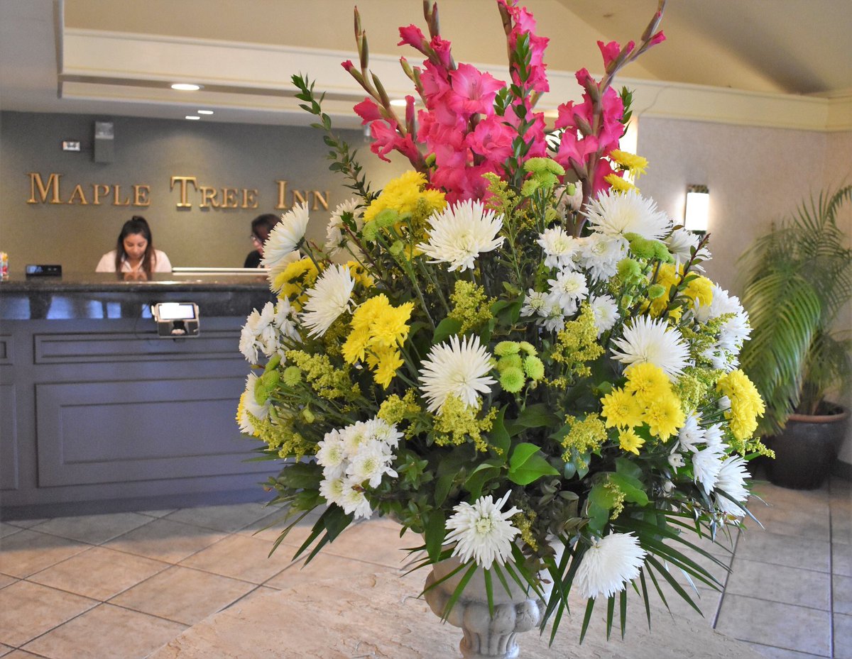 TheMapleTreeInn's tweet image. Lobby Flowers
@TheMapleTreeInn 
#mapletreeinn #sunnyvale