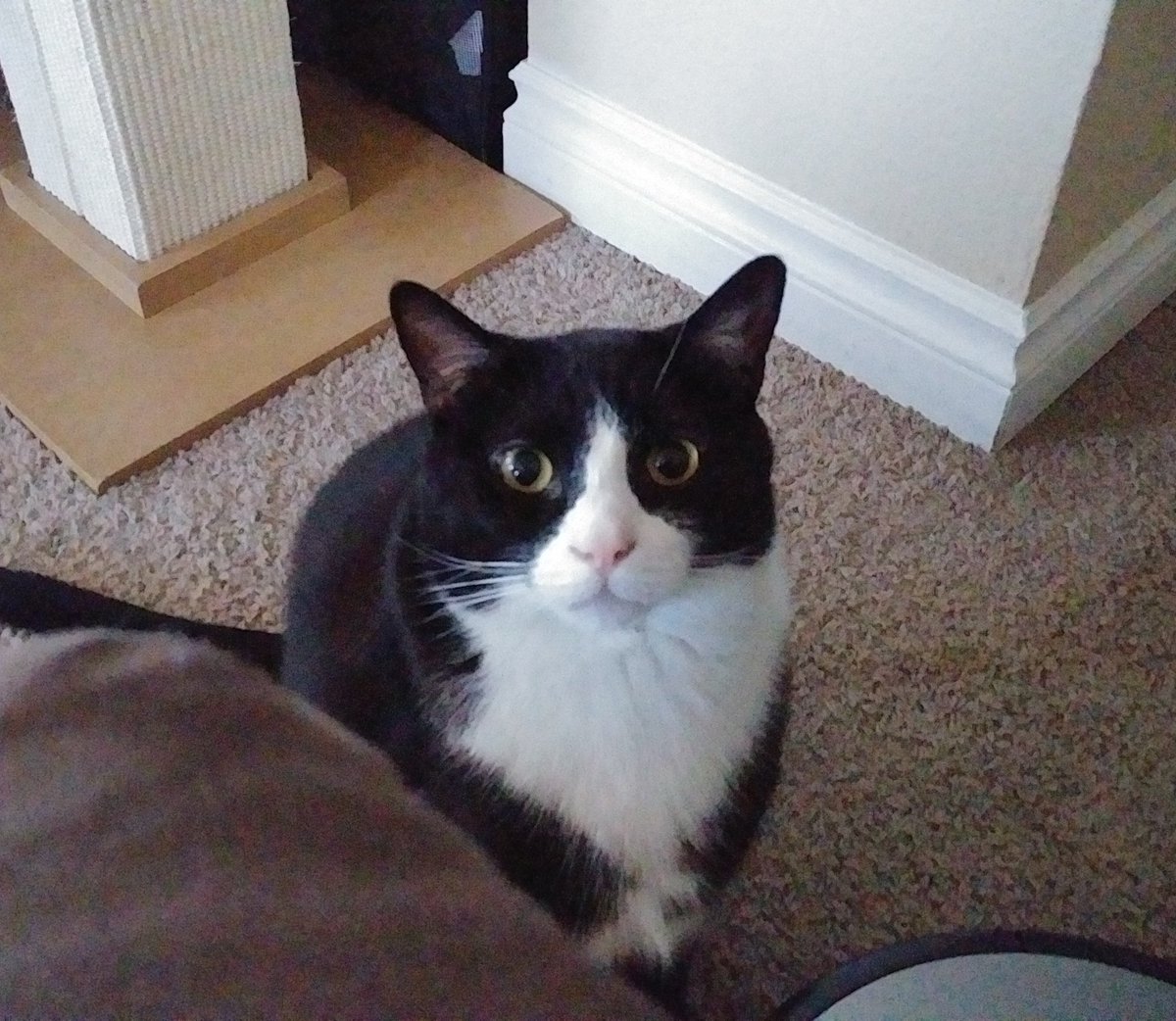 SiriCerasi's tweet image. My asshole cat is *extremely* on his bullshit today #CatLadyProblems