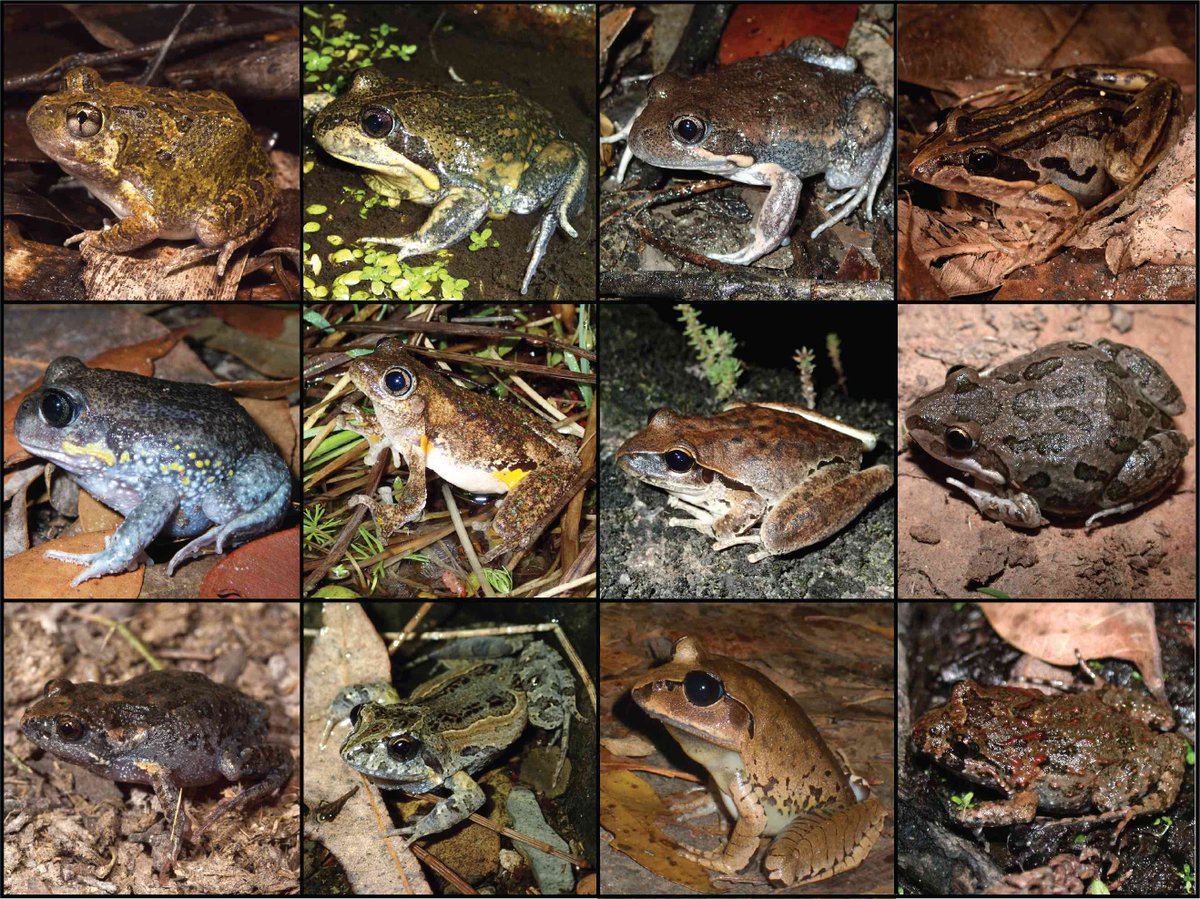 These are *NOT* Cane Toads (Rhinella marina), they are native Australian #frogs sometimes mistaken for Cane Toads. Not all Aussie frogs are smooth and green, some can look superficially similar to toads. 

australianmuseum.net.au/blog/amri-news…