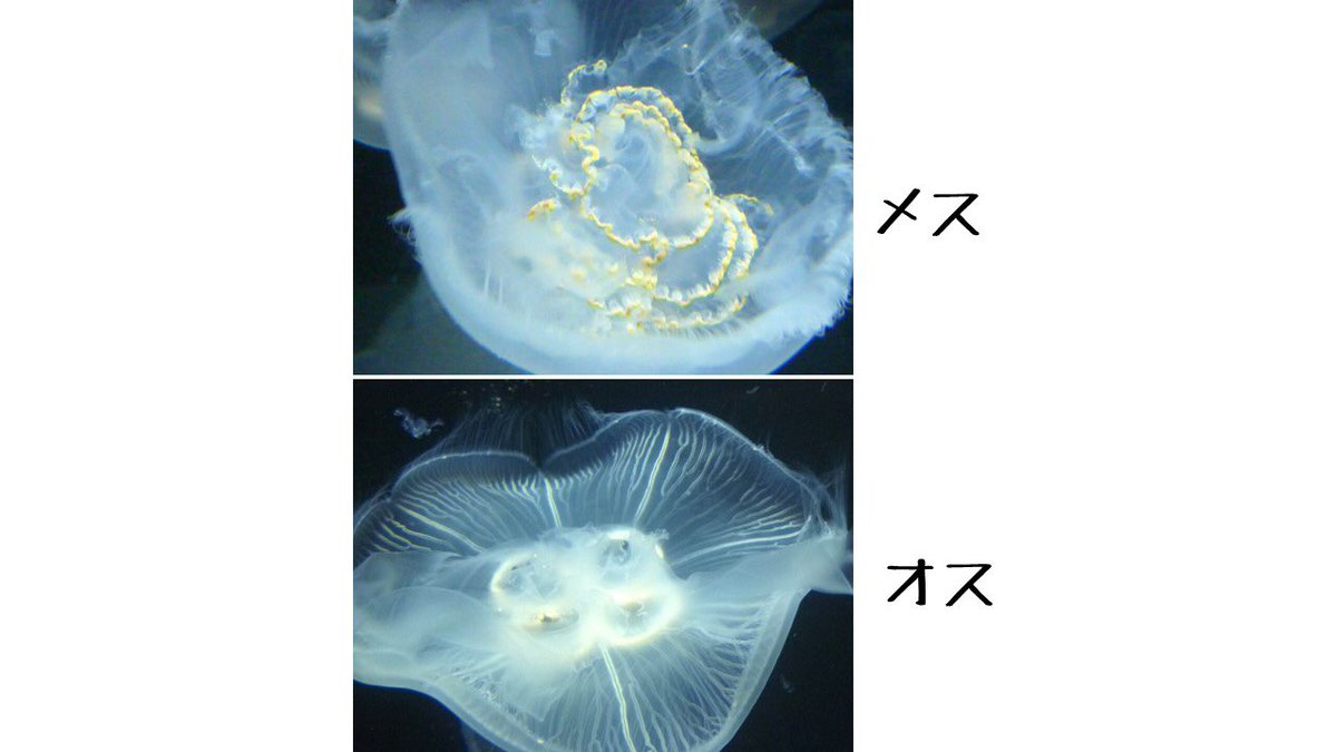 鶴岡市立加茂水族館 よくある質問 Q クラゲにオスとメスはいるの A クラゲにもオスとメスがいます ミズクラゲの場合 成熟個体の体の裏側にスカートのフリルのようなものがあればメスです これは保育嚢 ほいくのう と呼ばれ 卵やプラヌラを抱える 鶴岡市立加茂水族館 よくある質問 Q クラゲにオスとメスはいるの A クラゲにもオスとメスがいます ミズクラゲの場合 成熟個体の体の裏側にスカートのフリルのようなものがあればメスです これは保育嚢 ほいくのう と呼ばれ 卵やプラヌラを抱える