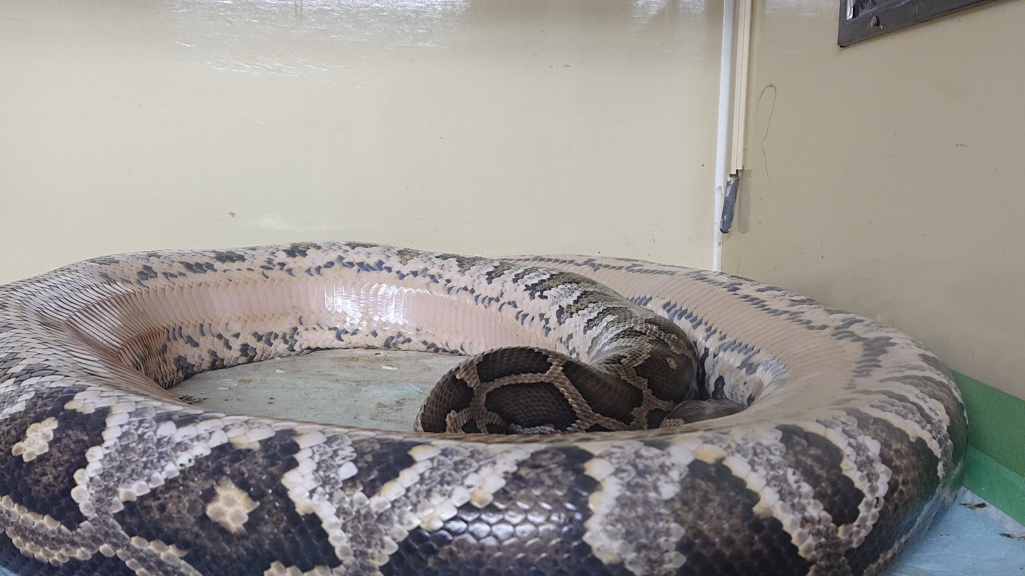 Kenny茨城 あ あ インドニシキヘビ T Co F4u06qggdj Twitter