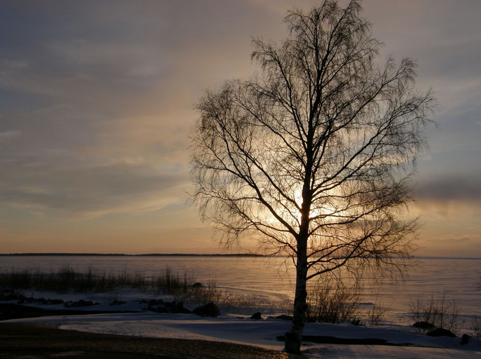 sade_markus's tweet photo. kielletyssä kirjassa,

oranssinpunaiset 
                palmikot

keskiaikaa,
           pimeää

punaiset huulet 
         hymyssä suin

hautaan ajatukseni
 
          koivun juureen

sinne 
    piilotin

          sotilaspistoolin

#petra #runous #koivu https://t.co/1d4vCqkHvq