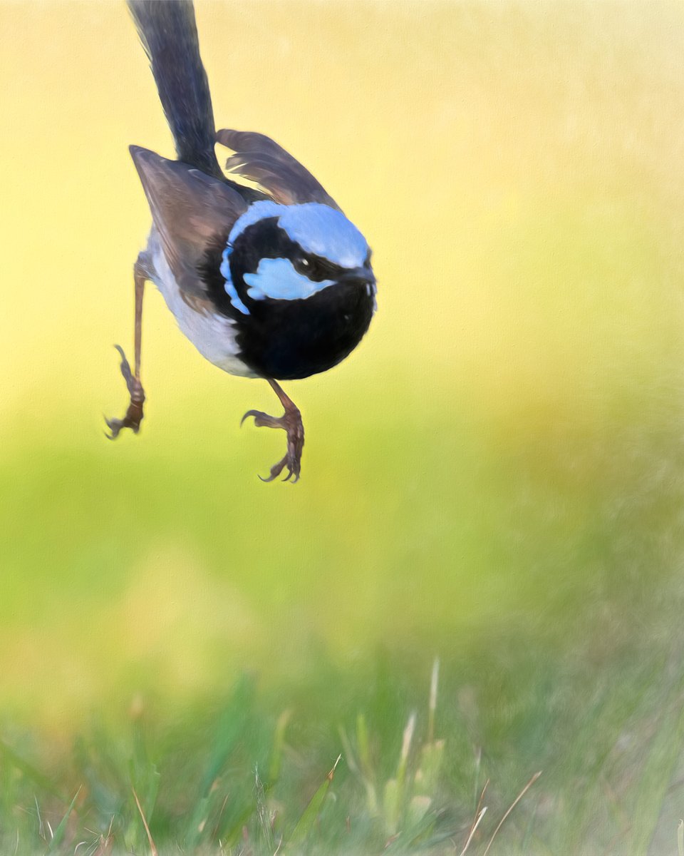 Incoming!

#superbfairywren #fairywren #wren #birds #nature #birdsofinstagram #wildlife #birdphotography #naturephotography #birding #your_best_birds #bestbirdshots #thebirdingsquad #nuts_about_birds #best_birds_of_world #bb_of_ig #planetbirds #abcmyphoto