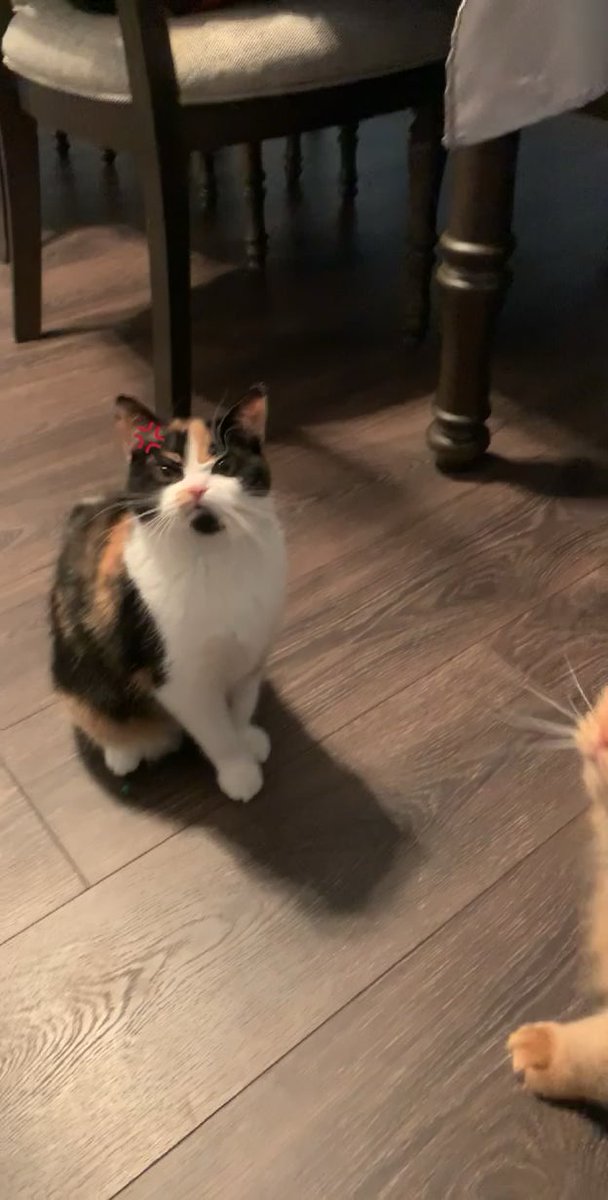 Meow Moe on X: Someone #Posted about an #Angry #Cat #Snapchat #Filter and  I was not #Disappointed #Cats #Cat #Kittens #Kitten #Kitty #Pets #Pet #Meow  #Moe #CuteCats #CuteCat #CuteKittens #CuteKitten #MeowMoe   .