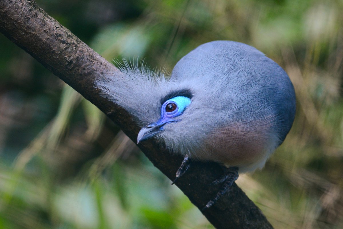 A Crested Coua perched on a branch in the center of the frame looking directly at the viewer. It has fluffy-looking, light blue plumage. It has a raised crest above its head, also the color blue. There's a bright blue patch of skin around its black eye. It also has a dark blue beak.