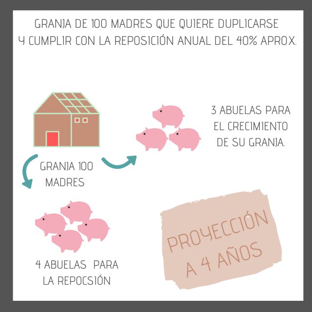 GENAGROCOL's tweet photo. Producción de autoreemplazos y proyección al crecimiento 👏🏻
.
.
#porcinos #porcicultura #porciculturacolombiana #cerdos #animalespuros #genética #altagenetica #abuelas #cria #porciculturasostenible https://t.co/jObHLB5Lcs