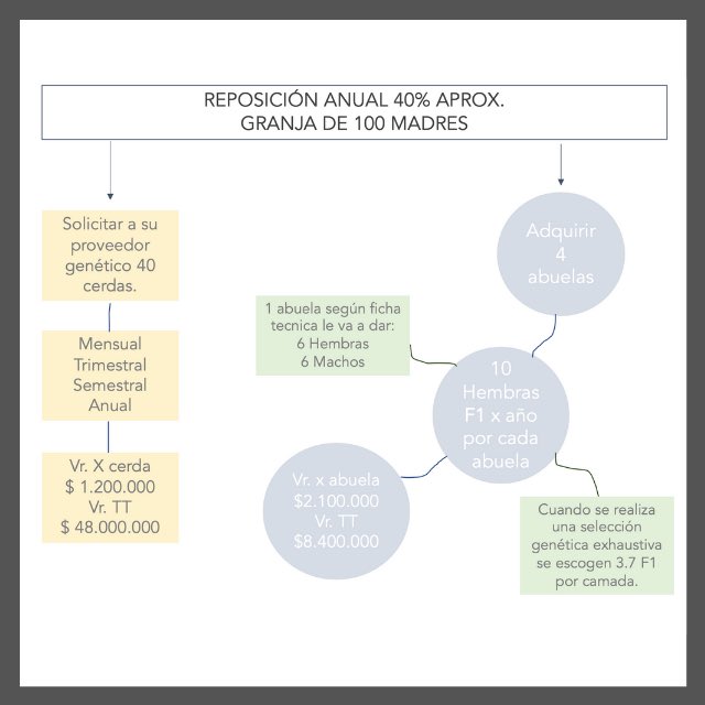 GENAGROCOL's tweet photo. Producción de autoreemplazos y proyección al crecimiento 👏🏻
.
.
#porcinos #porcicultura #porciculturacolombiana #cerdos #animalespuros #genética #altagenetica #abuelas #cria #porciculturasostenible https://t.co/jObHLB5Lcs
