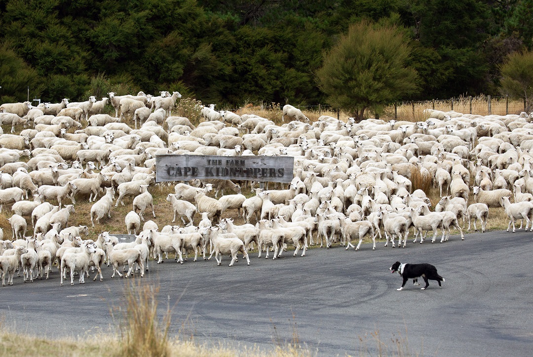Do ewe see what I see? A busy morning for Bob the dog rounding up the team to move paddocks 🐑 #capekidnappers #robertsonlodges #relaischateaux #luxurylodgesnz #hawkesbay #farm
