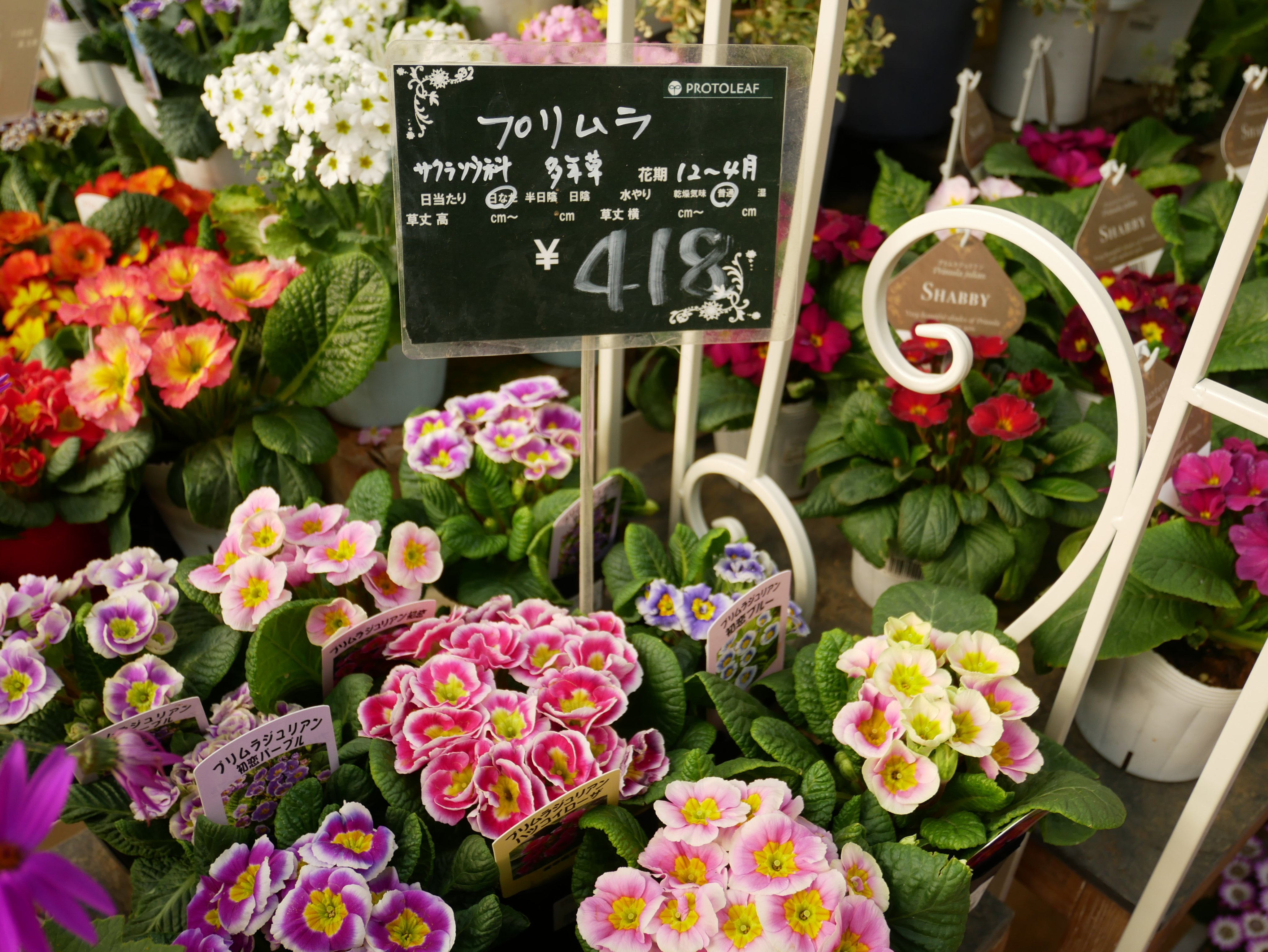 Tokyofm Jfn One Morning Noevir Botanical Life 今朝は 植物や花を身近に感じる ハーバルライフ 一足先に春を感じる 鉢植えの花 をご紹介 プロトリーフ ガーデンアイランド玉川店の店長 佐藤健太さんに育て方のコツもお聞きしました