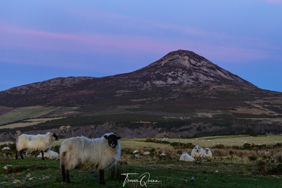 The Sheep really didn't like me being there :-)

#thegreatsugarloaf #sugarloafmountain #wicklow #visitwicklow #wicklowoutdoors @vmweather @deric_tv @barrabest @visitwicklow @StormHour @LensAreLive @PictureIreland