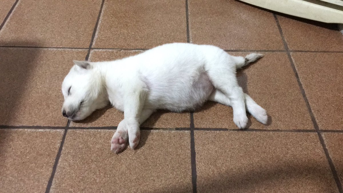 GabizLima's tweet photo. PRECISO DE AJUDA PARA SALVAR A LOBINHA
Em dezembro um "nóia" apareceu com essa cachorrinha aqui no bairro e a resgatei dele. Ela não tinha dentinhos e teve que tomar pet milk por semanas até se fortalecer. Dia 25/01 ela foi diagnosticada com cinomose e estou lutando... https://t.co/9dbRTrBxvj