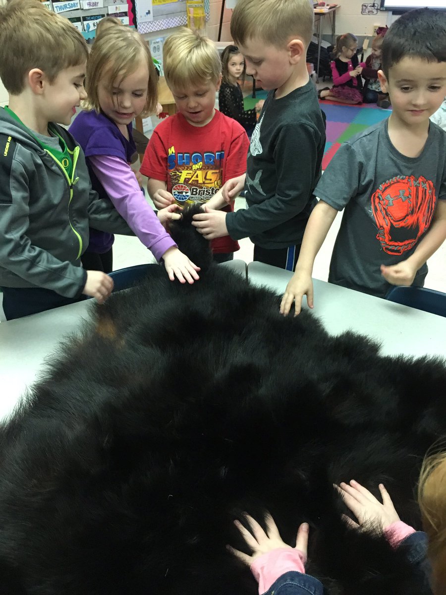 What better way to learn about Black Bears than to investigate a bear pelt? 🐻#TVtigers2020 <a href="/drlanaluttrell/">Lana Luttrell</a>