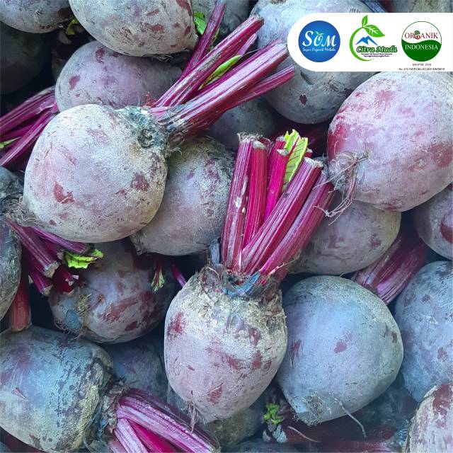 SayurSom's tweet photo. Saya menjual Bit Root Organik seharga Rp25.000. Dapatkan produk ini hanya di Shopee! https://t.co/EQxMm6Fl1t #ShopeeID https://t.co/iKsgTnnDtm