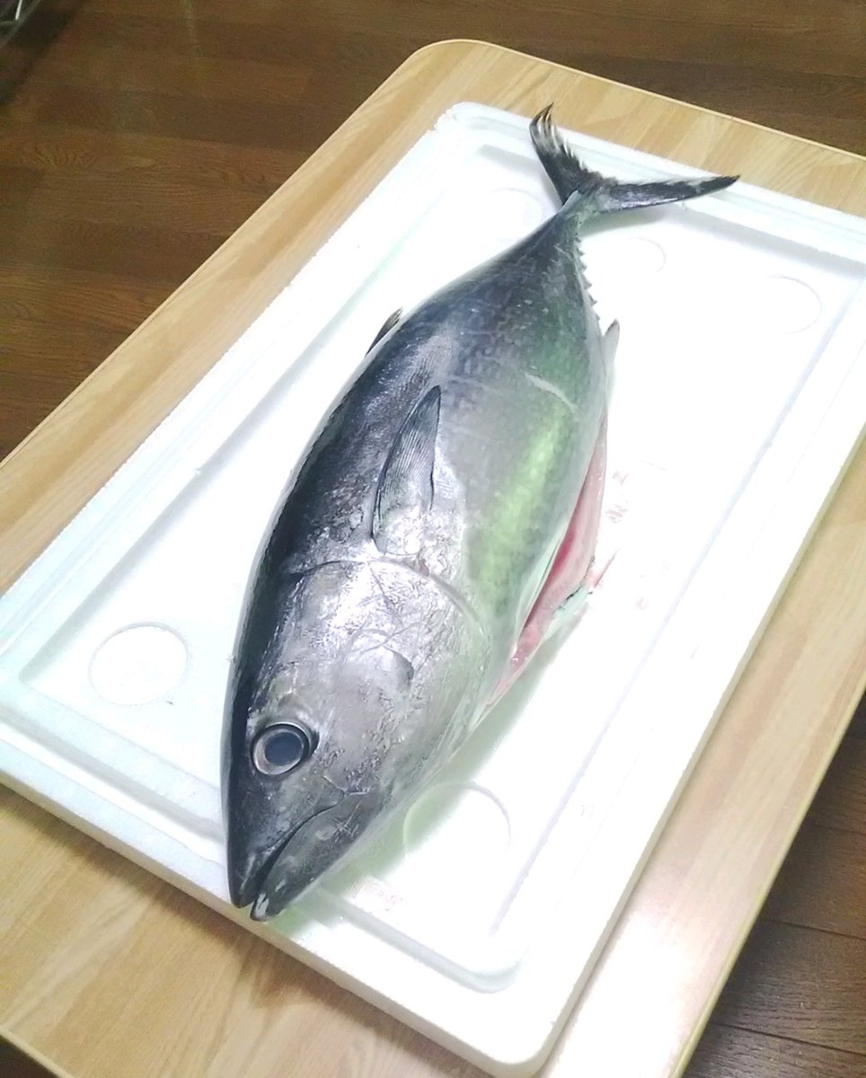 ট ইট র 明利英司 ﾐｽﾃﾘｰ作家 馴染みの魚屋さんから いまマグロが安いですよ とのご連絡をいただき１本買ってみた いわゆるメジマグロで 黒マグロ 本まぐろ の若魚 西日本では横輪 よこわ とも呼ばれる なかなかの大きさで 腹身には脂が乗りはじめて