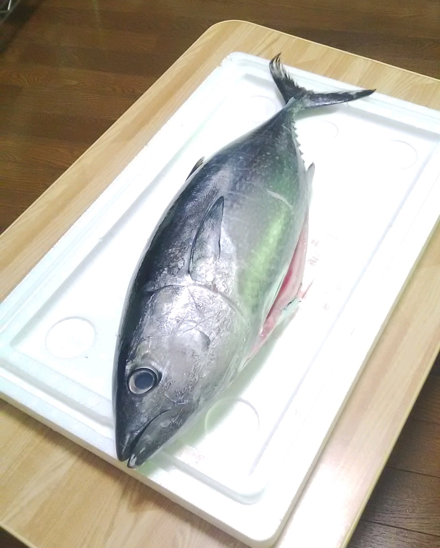 明利英司 小説家 寿司屋 馴染みの魚屋さんから いまマグロが安いですよ とのご連絡をいただき１本買ってみた いわゆるメジマグロで 黒マグロ 本まぐろ の若魚 西日本では横輪 よこわ とも呼ばれる なかなかの大きさで 腹身には脂が乗りはじめて