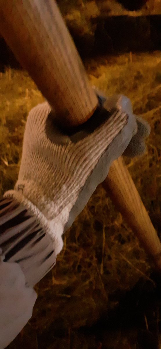 frauhasenklee's tweet photo. Heute Morgen hat es minus 12 Grad im Freien, deshalb sind für mich beim #Heufüttern im Stall #Handschuhe angesagt. Für Landwirte im #Offenstall ist es noch kälter. https://t.co/LjwqM84gVC