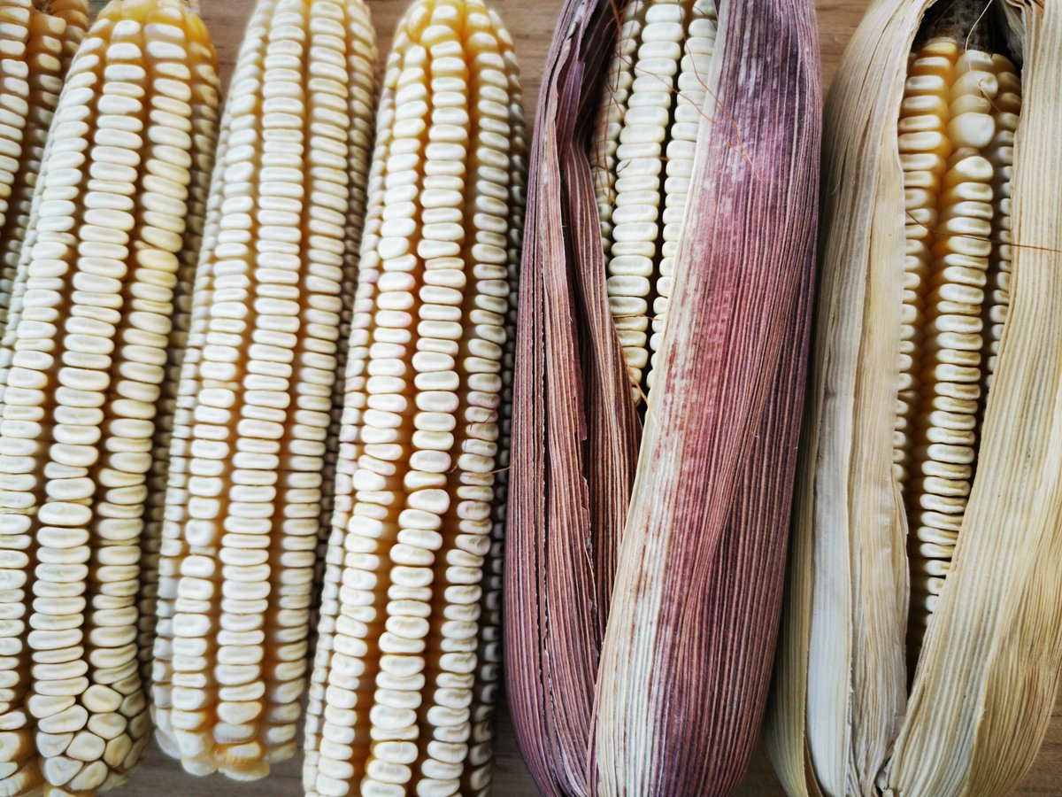 JOSEMARICHE's tweet photo. La raza de maiz Olotillo tiene mazorcas y olote delgado y flexible, grano harinoso de excelente para la produccion de tortillas y tostadas.
#NutreDiversificaVincula.
@ACCIMMYT
@bramaccimmyt
@CIMMYTesp
@FAOMexico
@HubPSurCimmyt
@Sedapa_GobOax
@WalmartOrg https://t.co/T3vOVAe7Wj