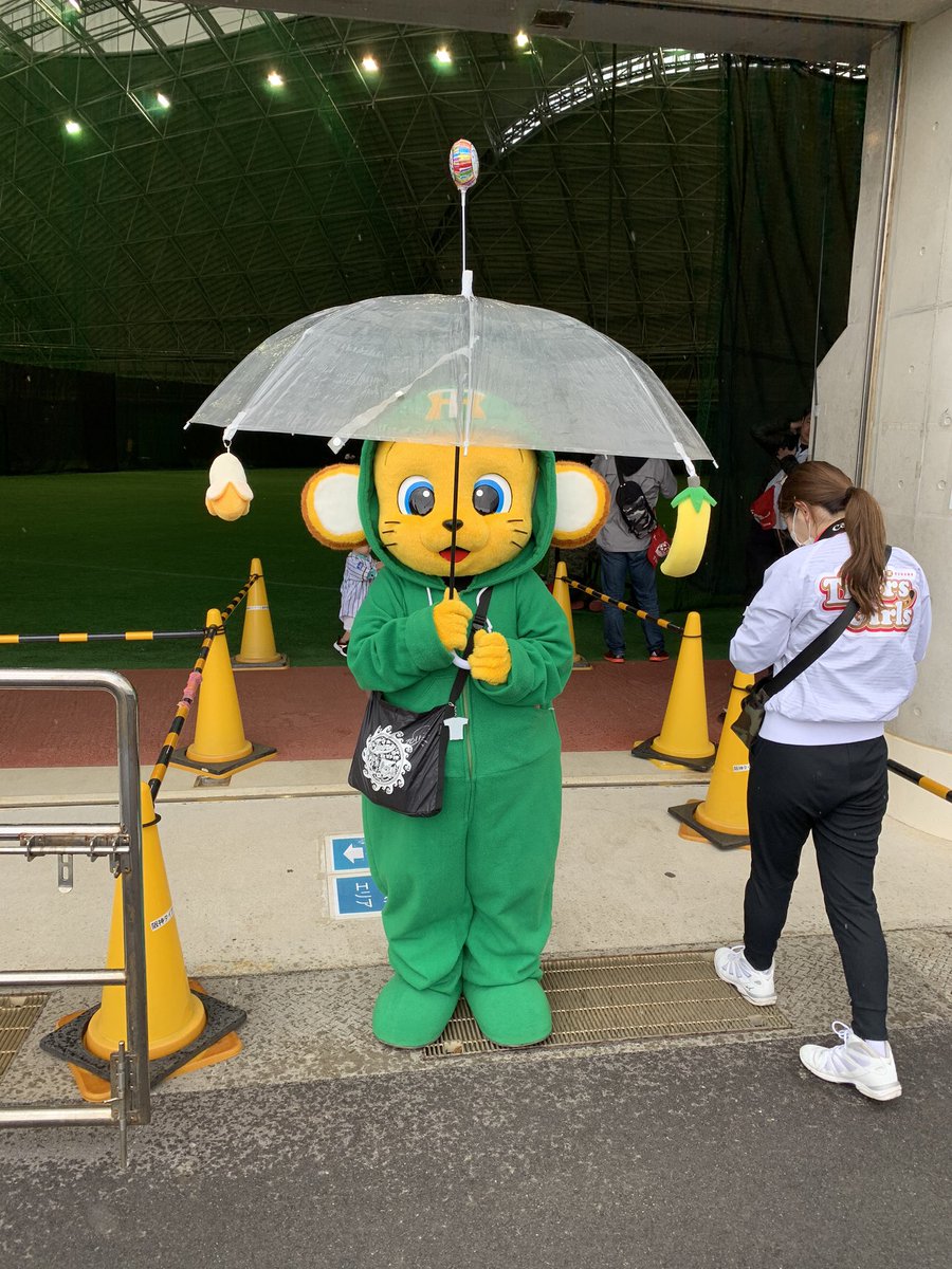 阪神情報 サンスポ Ar Twitter 宜野座は雨模様 キー太の傘は特注です 阪神タイガース 宜野座キャンプ キー太