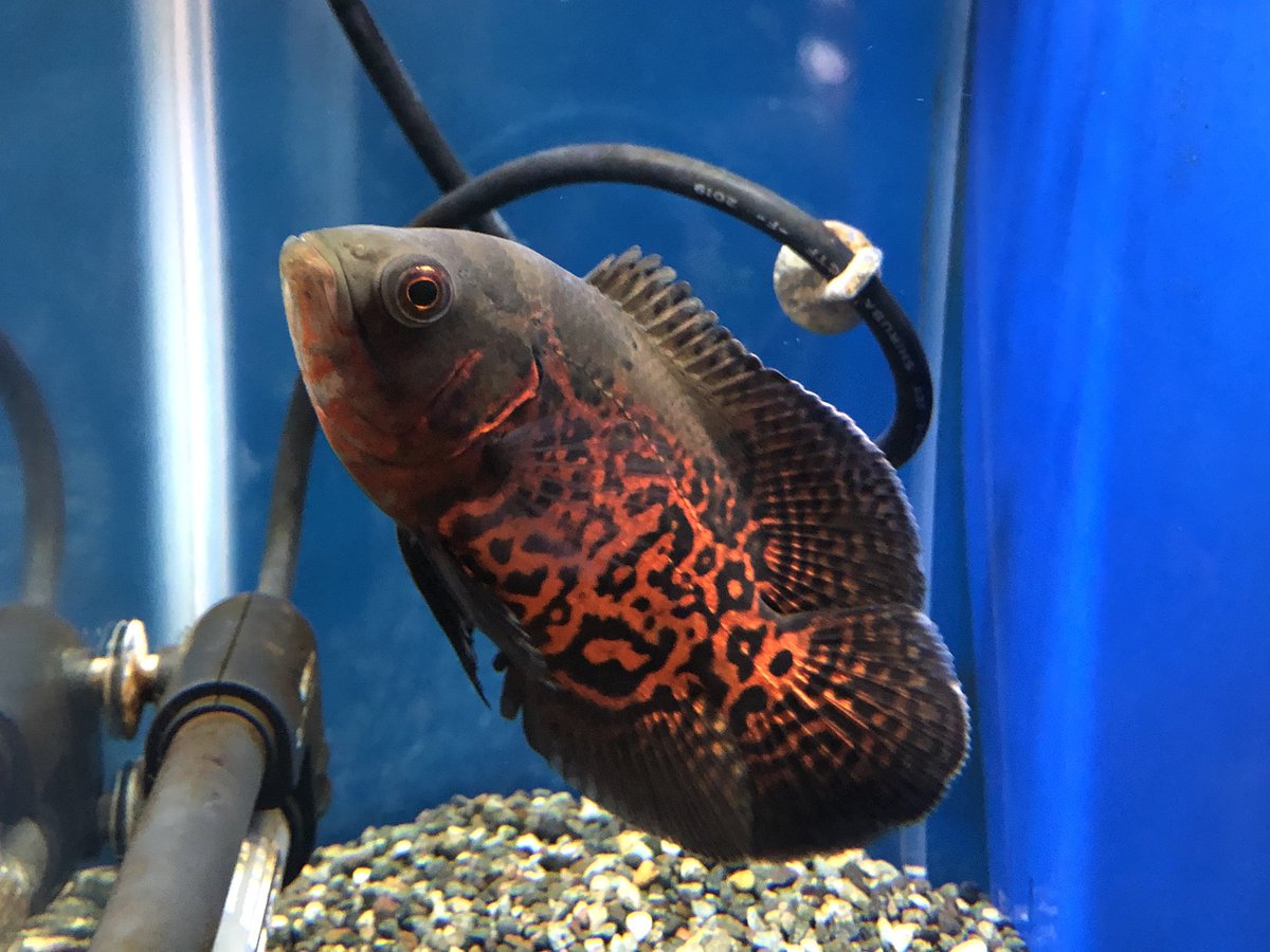 アミーゴ鳳店 かっこいい色のオスカー 模様 色 ともにバッチリ 水槽の中でも存在感すごいです アミーゴ鳳 オスカー ルビーレッドオスカー アミーゴ鳳店 かっこいい色のオスカー 模様 色 ともにバッチリ 水槽の中でも存在感すごいです アミーゴ鳳 オスカー ルビーレッドオスカー