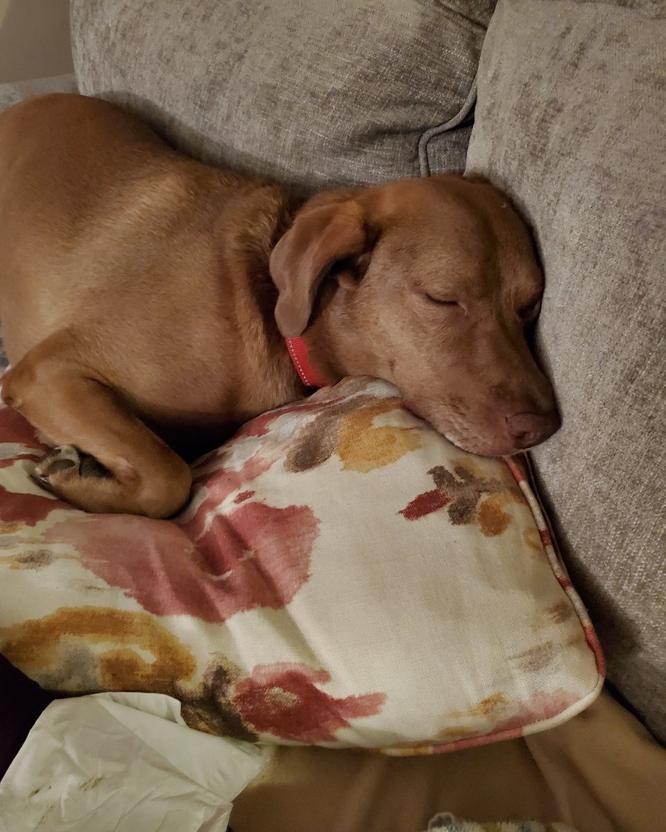 summersmile718's tweet photo. I may be slightly spoiled. #cdrroxy aka #cdrzoey #adoptme @citydogsrescue #rescuedog #giveadogahome #shelterpet #goodgirl #findroxyahome #citydogsrescue #doglife #weimaranersofinstagram #weimaraner #fosterdog https://t.co/1P4Kll2OLj