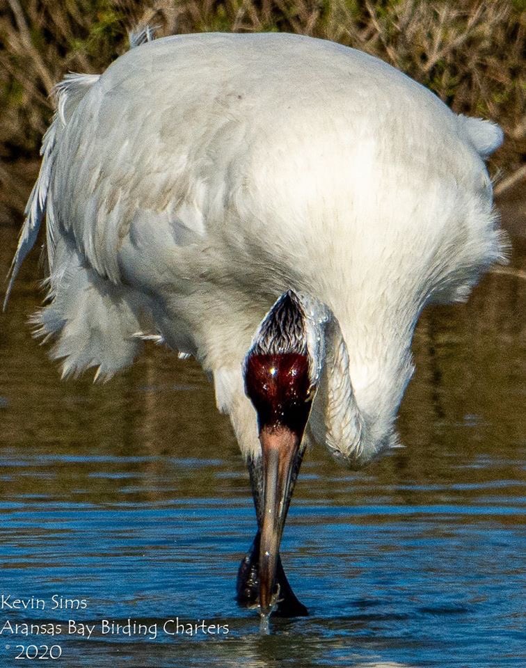 Whooper_Guide's tweet image. Did you know that an adult Whooping Crane will eat up to 80 Blue Crabs per day? They prefer the half dollar size like this one but will eat any Crab they catch. From now until April is the best time of year for photographing Whoopers with crab.
texasbirdingphotos.net
