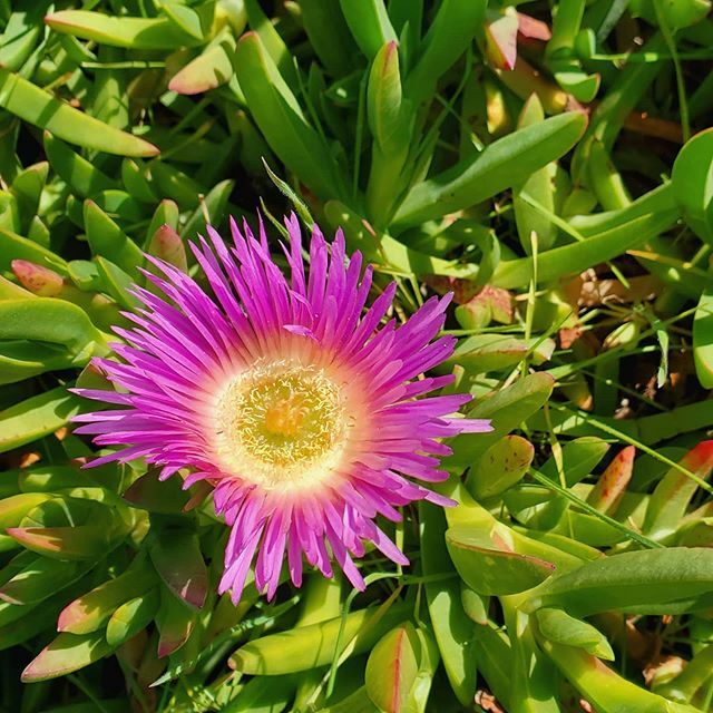 createplaytravl's tweet photo. I love these awesome flowers growing everywhere by the California coastline. 😁🌷 They're such a beautiful glimpse of God's creation. Anyone know what they're called? #createplaytravel https://t.co/q3RsbiIadI https://t.co/xWnAyNxAqt