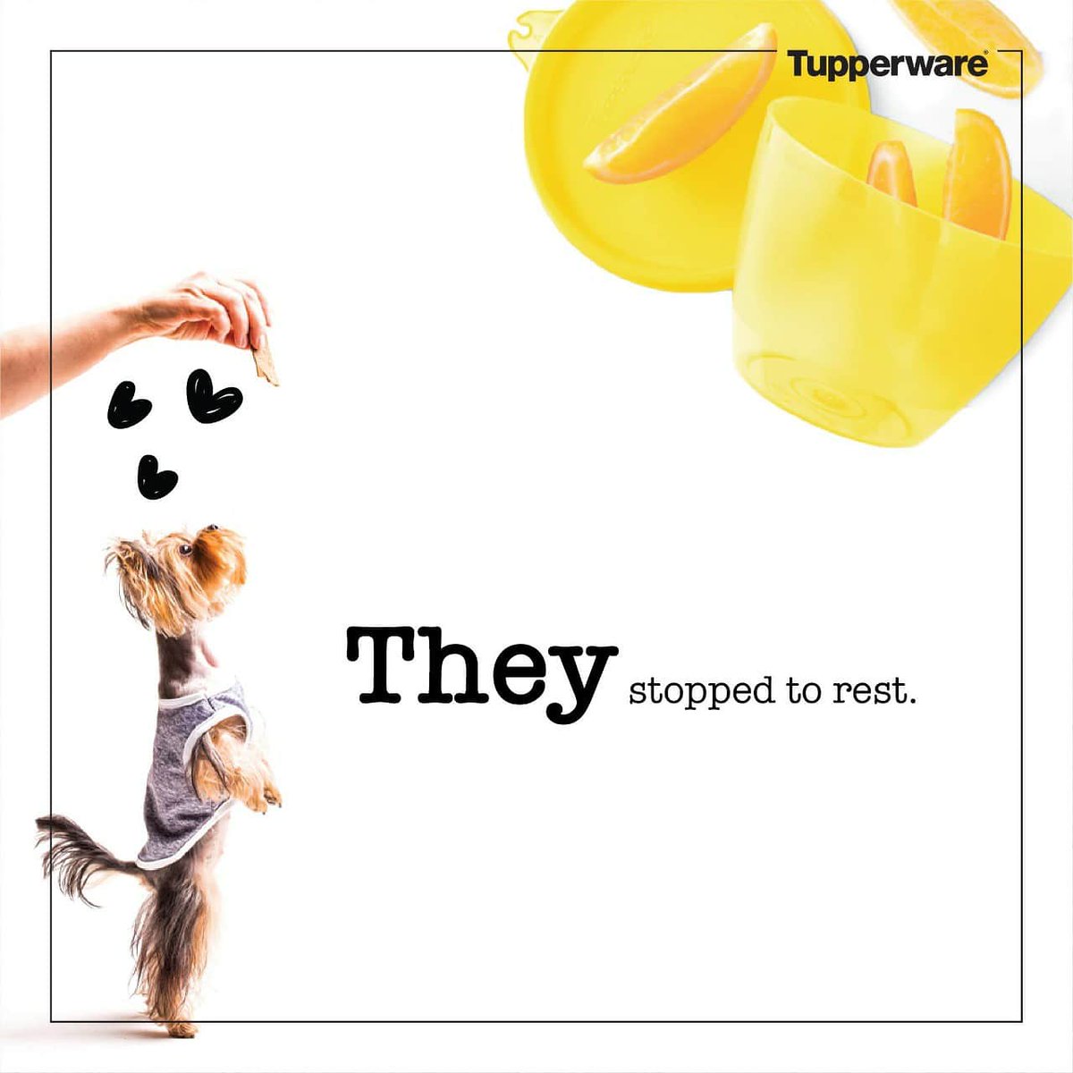 TupperwareIN's tweet photo. You don't plan to fall in love. It just happens. You can fall in love with anybody. Even four legged fur balls! The world is just a better place when you spend #moretimeloving; #moretimeliving. #ChooseLOVE #ChooseTUP
~~
#TupperwareIndia #MoreTimeLiving https://t.co/Gu0vREmYDz