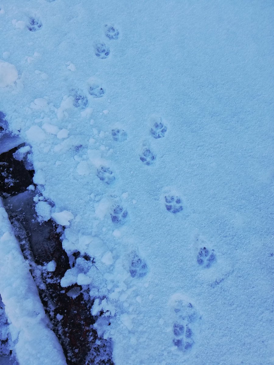 犬の足跡 犬の足跡