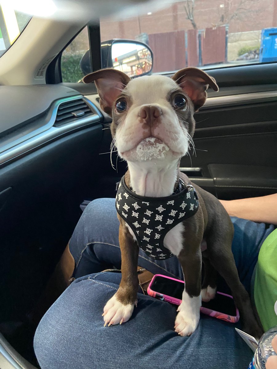 MtgMiah's tweet photo. @CoreyBaumeister My pup Deku!!! https://t.co/N2laXzOLeO