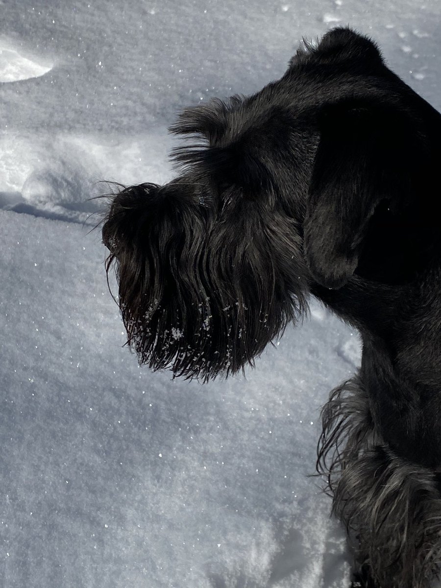 StephanieRivasG's tweet photo. Sad to say goodbye to our snow days. #sadiedog #snowdays2020 https://t.co/SDY56r2hfn