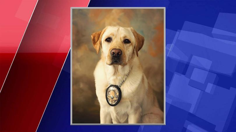 On Patrol K9 tweet media