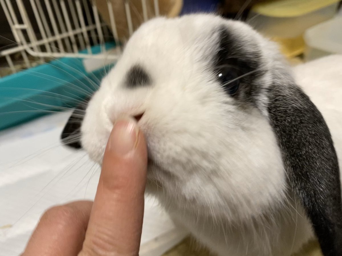 Mitsuba うさぎ画像 ふんふん ぺろっ もふん Usagi Rabbit