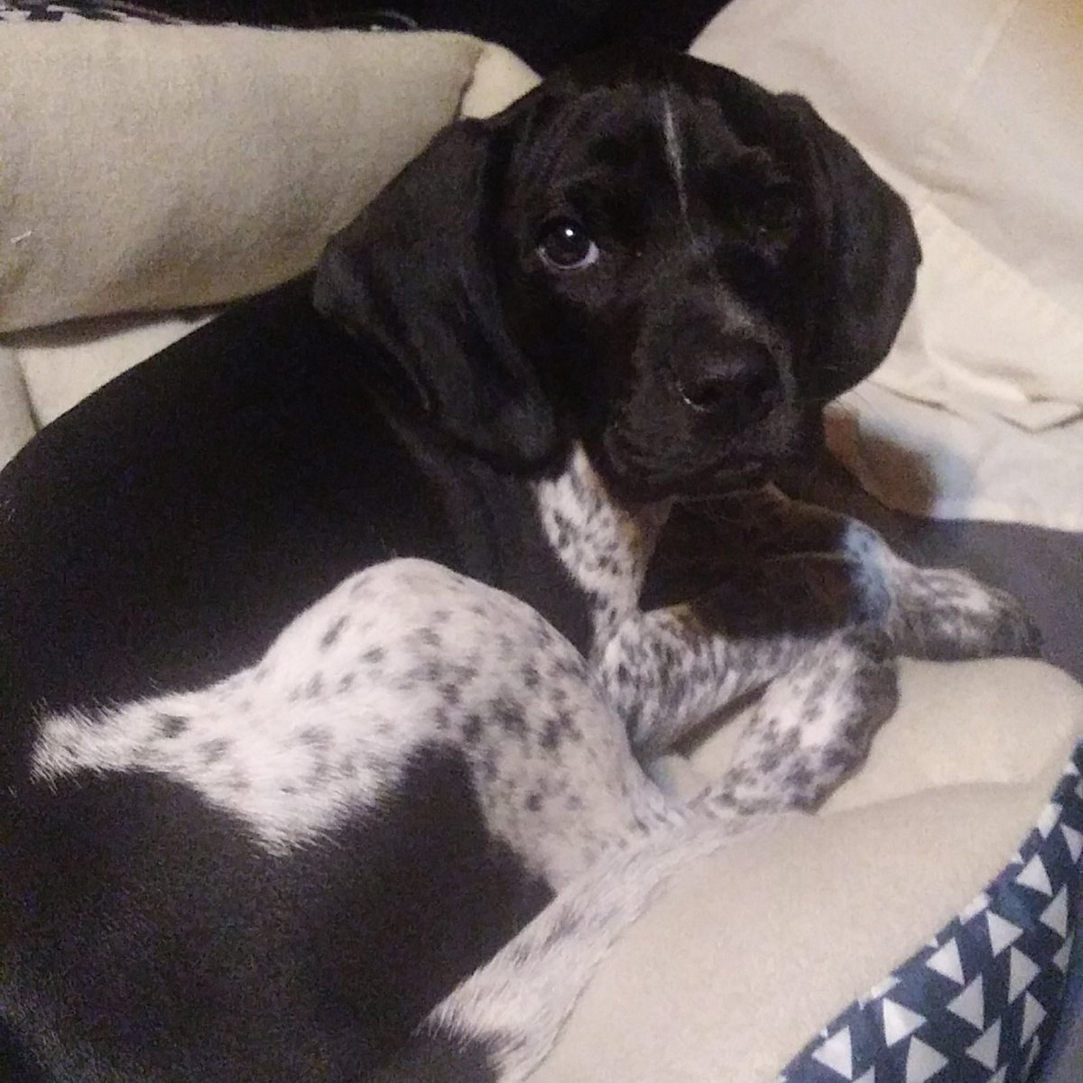 Andrew Ridenour (@AndrewRidenour3) | Twitter