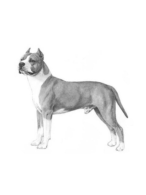 fidofinder's tweet photo. Lost dog Flipple in Flagstaff, AZ US (86011) #lostdog https://t.co/LEEPMNpYNa https://t.co/3l5UrUvI4f