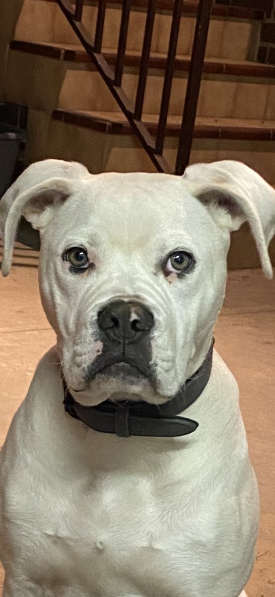 ethomaswriter's tweet photo. This is #sabbath he’s thinking about my new short story collection.... specifically when will the damn thing actually come out. #2020goals #2020Vision #story #shortstories #8storieshigh #writing #writers #writerslife #Goals2020 #doggo https://t.co/bggCjZEdXo