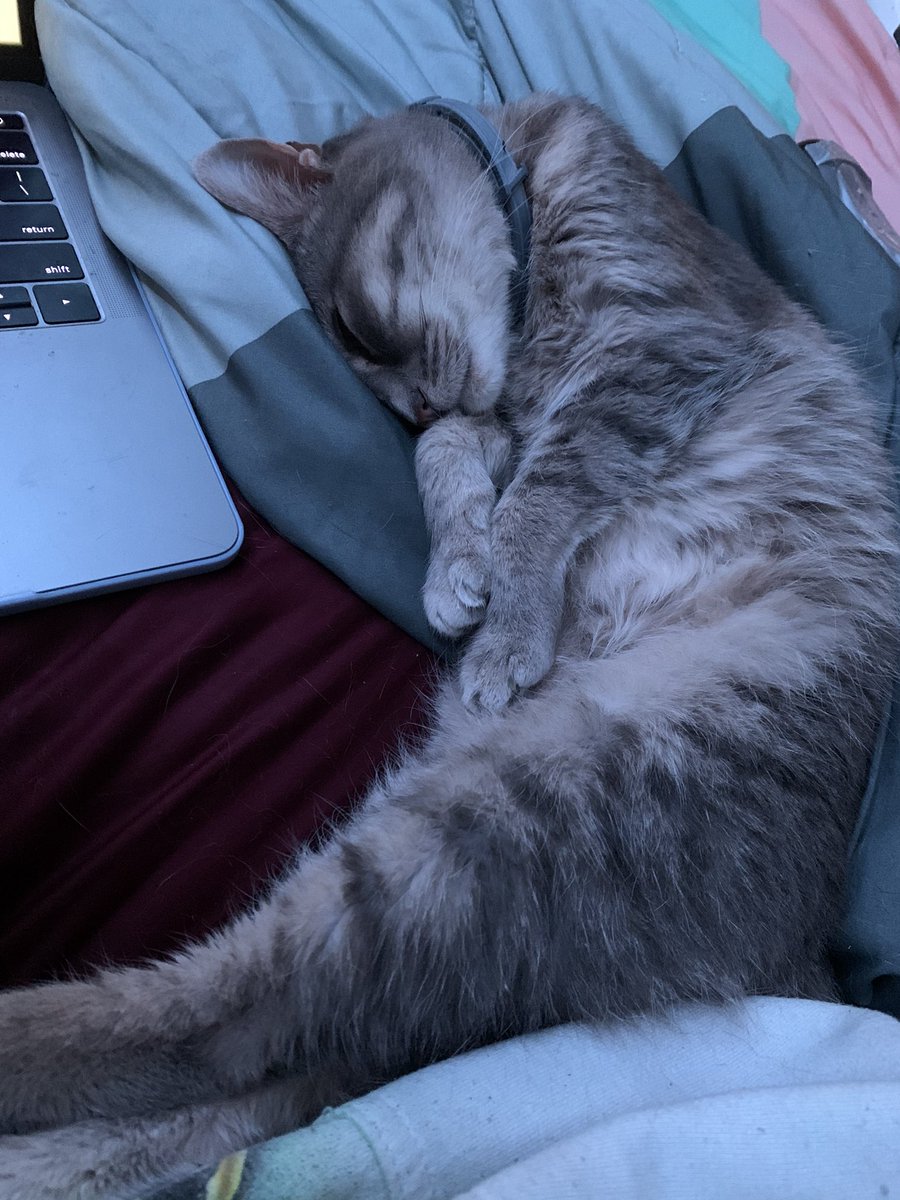 featherdeadtail's tweet image. if graystripe and silverstream had a child it would be my cat ngl
my cats weird sorry for her löngness lolololol