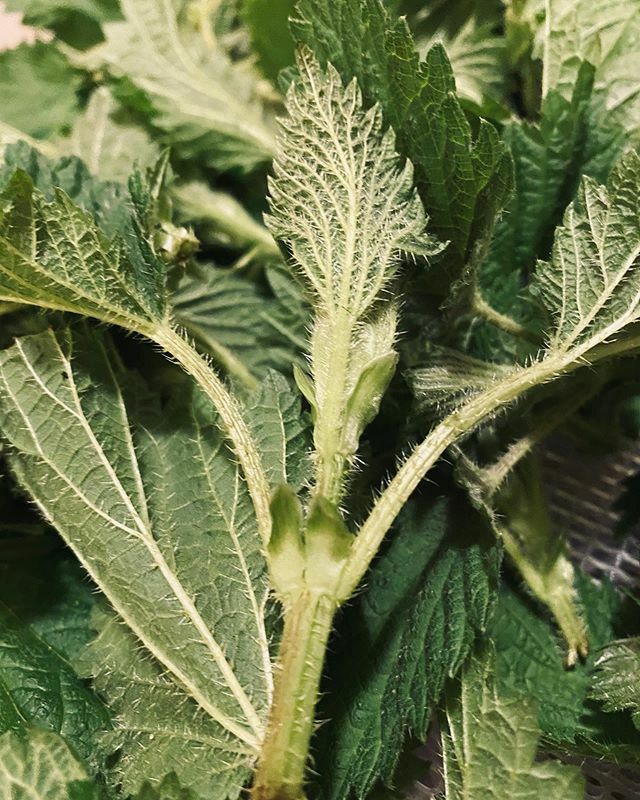 ChefMariko's tweet photo. Wild stinging nettles // they do not mess around. Making an appearance this Saturday February 8th @nakedkitchen!!! #ouch #justonewilldoit #wildfood #forage #findyourfood #stingingnettles #chefsofig #popupdinnersf #eatersf https://t.co/8492vvbwzr https://t.co/UDPWbCEMKi