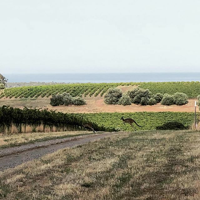 Hopping into the weekend! Time for a glass of Heirloom McLaren Vale Touriga! 🍷🍷🍷 #mclarenvale #touriga #kangaroo #hopping #weekend #fridayvibes #firehawkfarm #vineyardviews ift.tt/39fS71k